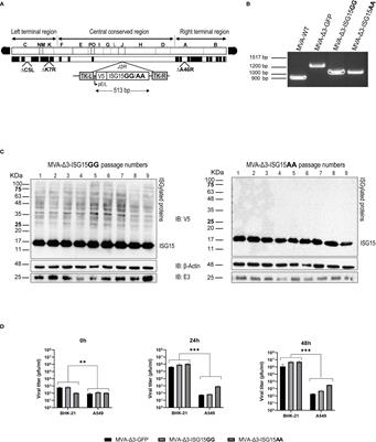 An MVA-based vector expressing cell-free ISG15 increases IFN-I production and improves HIV-1-specific CD8 T cell immune responses
